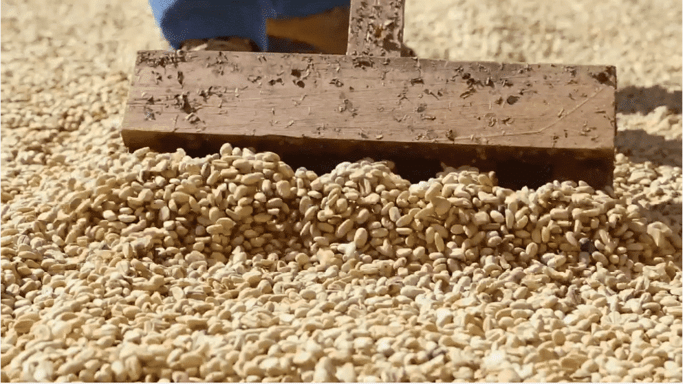 Kafetos scraping beans
