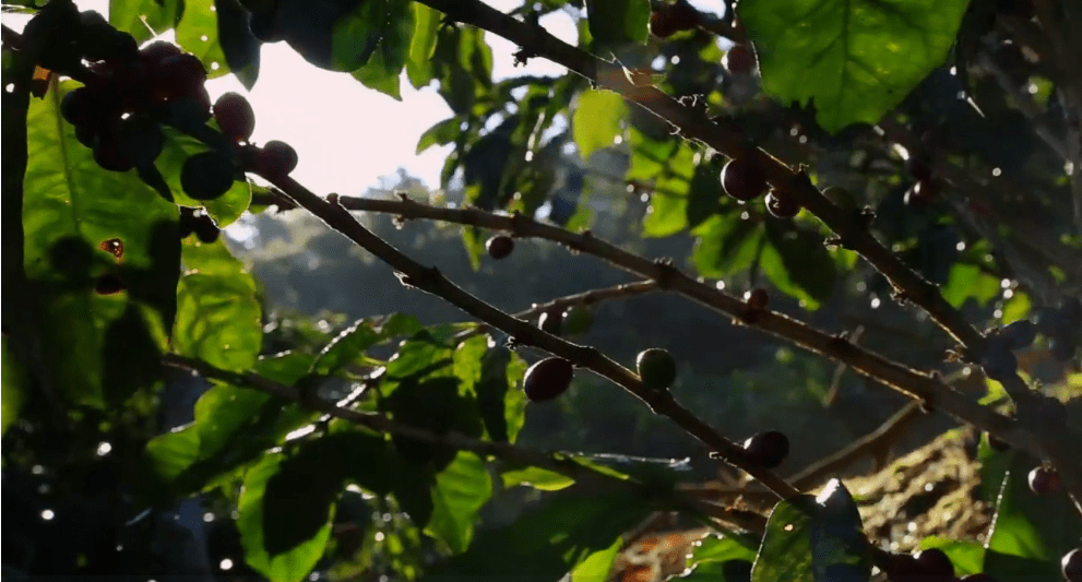 Kafetos Coffee beans on a tree