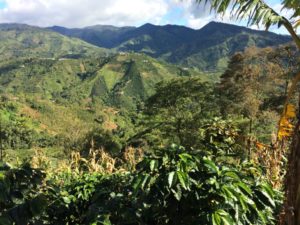 Green coffee tress landscape