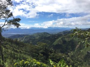 Green coffee tress landscape