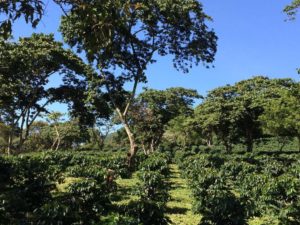 Green coffee tress landscape