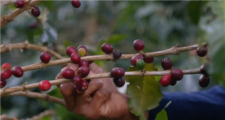 Kafetos Coffee beans on a tree