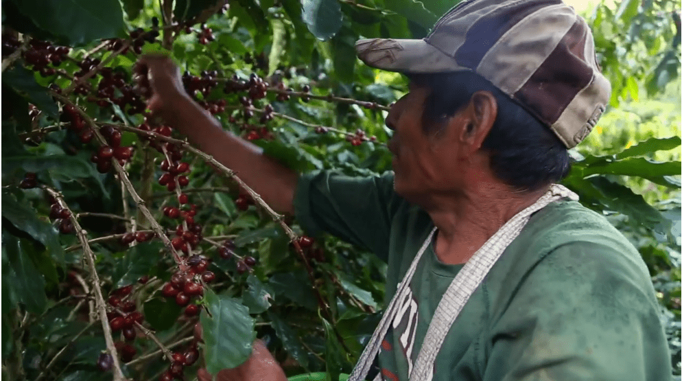 Kafetos Coffee beans on a tree