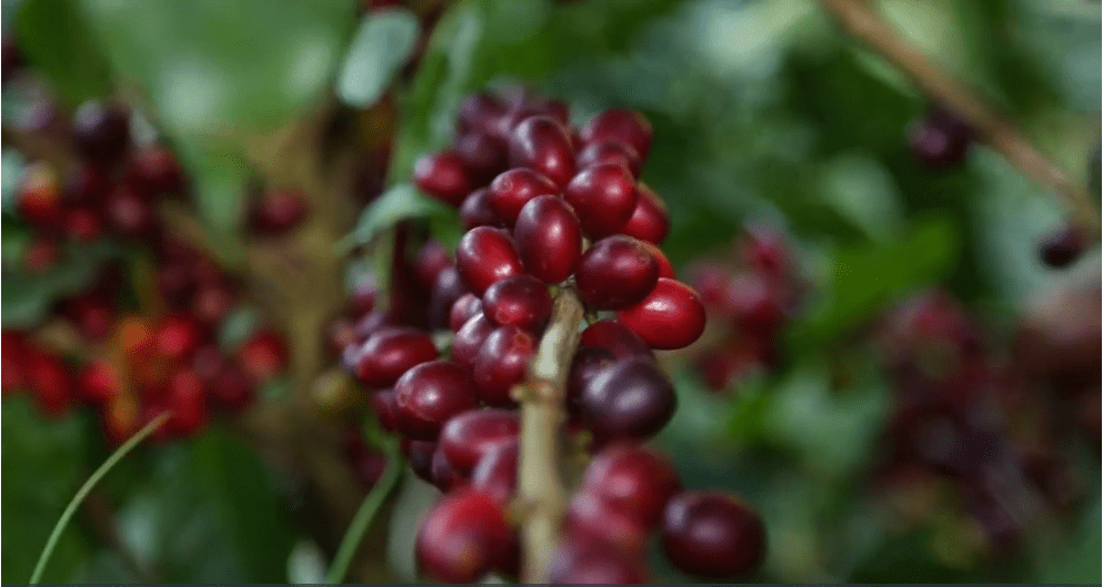 Kafetos Coffee beans on a tree