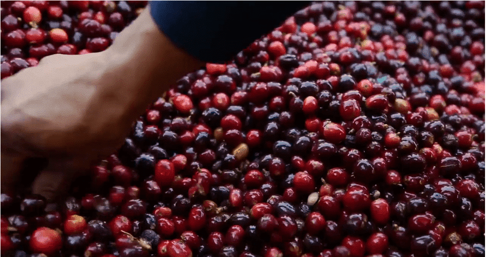 kafetos farmer's hand picking through ripened picked coffee cheries