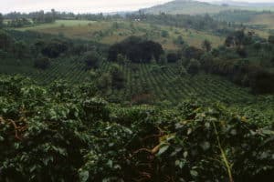 Tanzania landscape