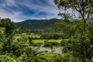 aceh region Indonesia landscape coffee
