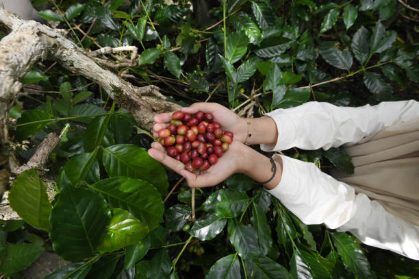 aceh region Indonesia landscape coffee