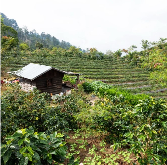aceh region Indonesia landscape coffee