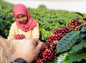 aceh region Indonesia landscape coffee