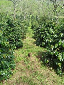 aceh region Indonesia landscape coffee