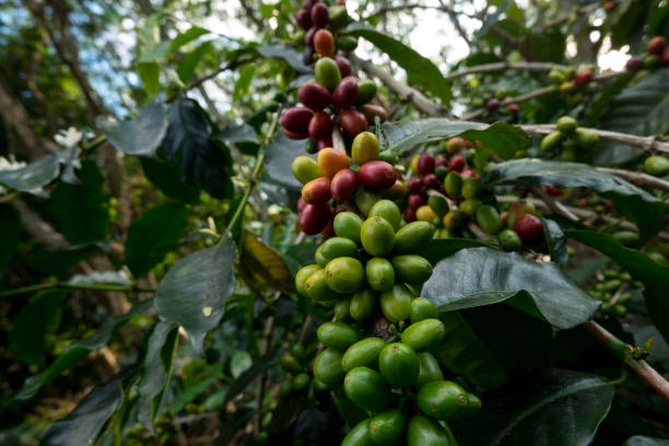 aceh region Indonesia landscape coffee