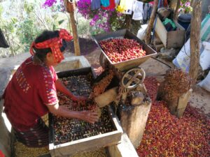 Woman working with coffee cherries