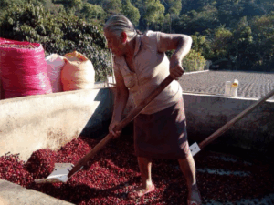 Woman working on a Coffee farm